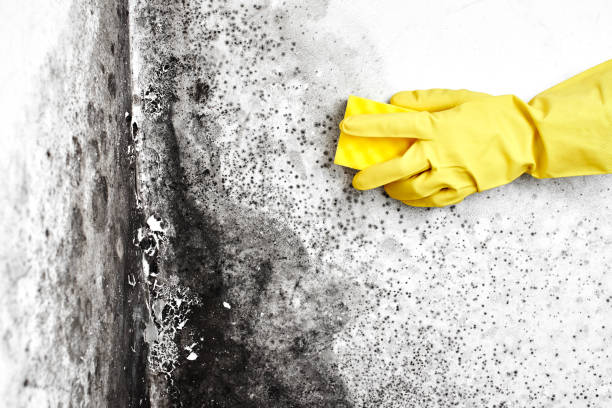 Best Residential Mold Remediation in Ponchatou, LA